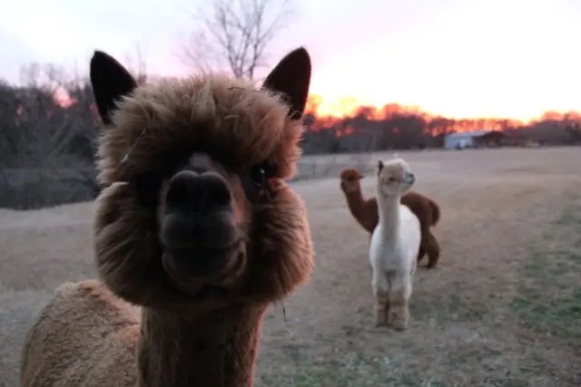 Field Trip: Educational Alpaca Experience in North Texas