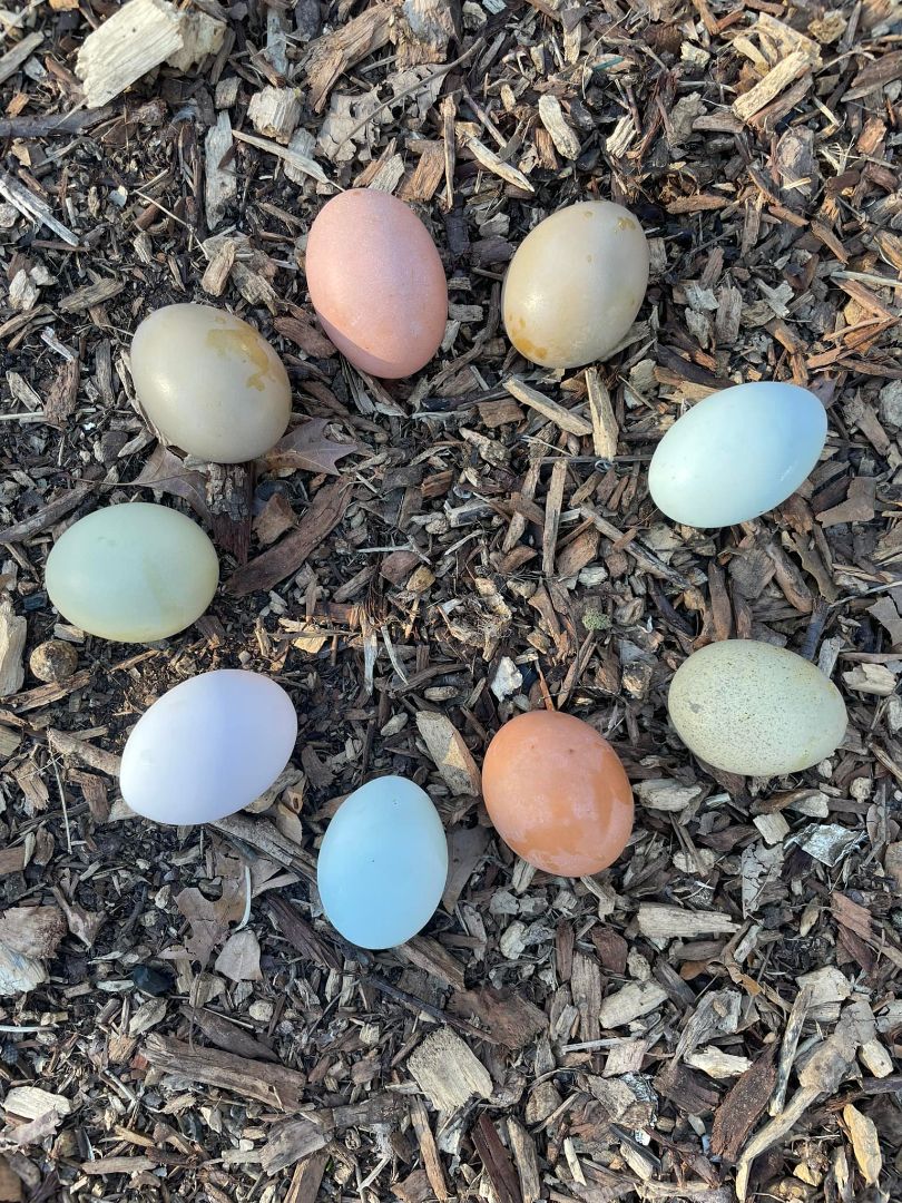 Backyard Hens 101