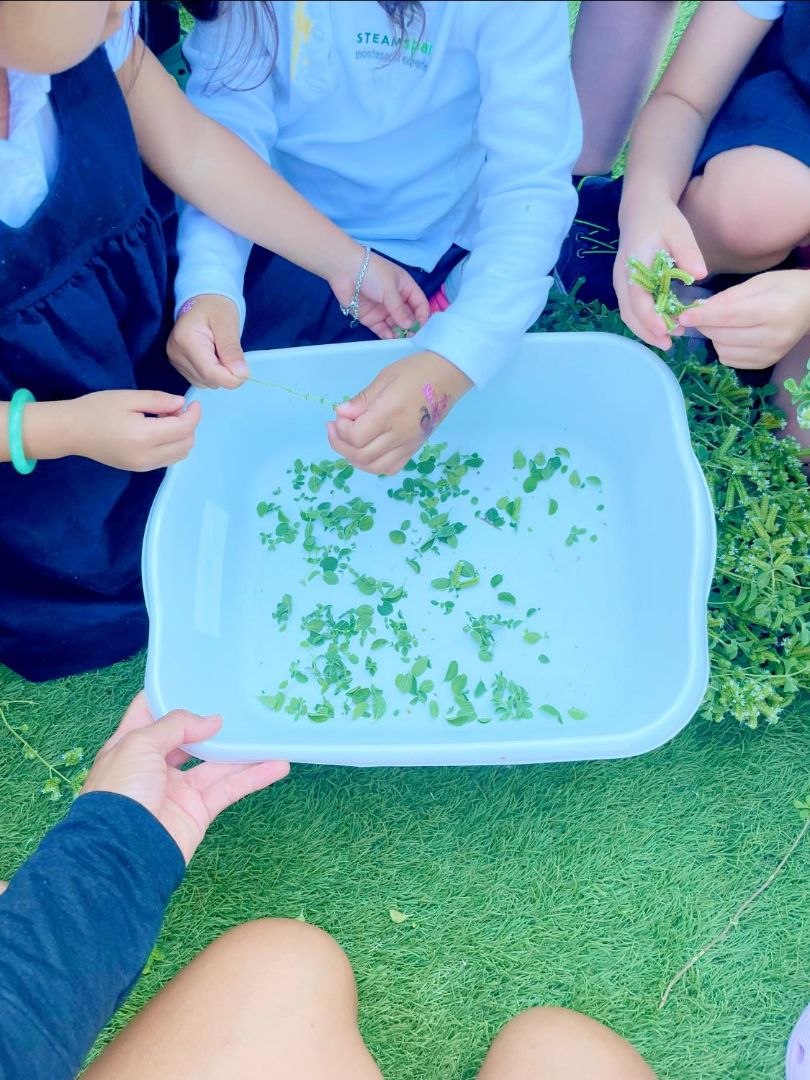 Holistic Herb Workshop