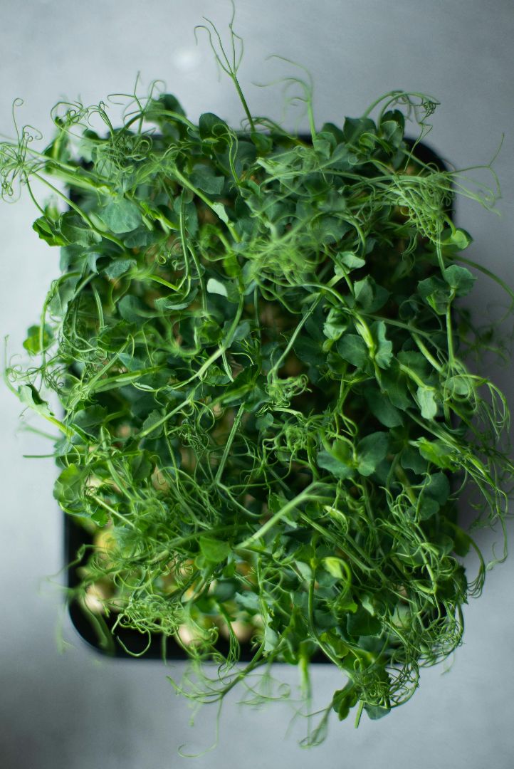 Sprouting Microgreens