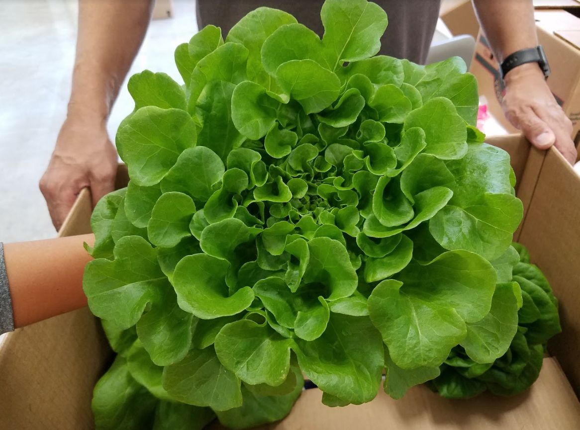 Houston Hydroponic Farm Tour: Space-Age Tech Meets Real-World Farming
