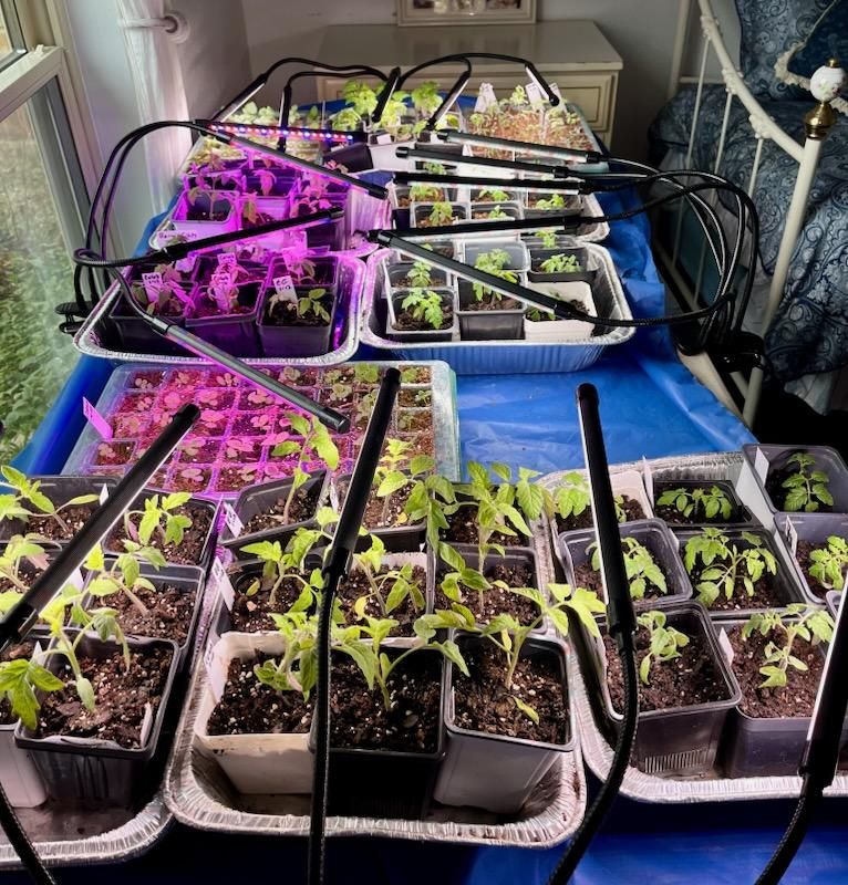Private Class: Seed Starting & Transplanting in Your Garden
