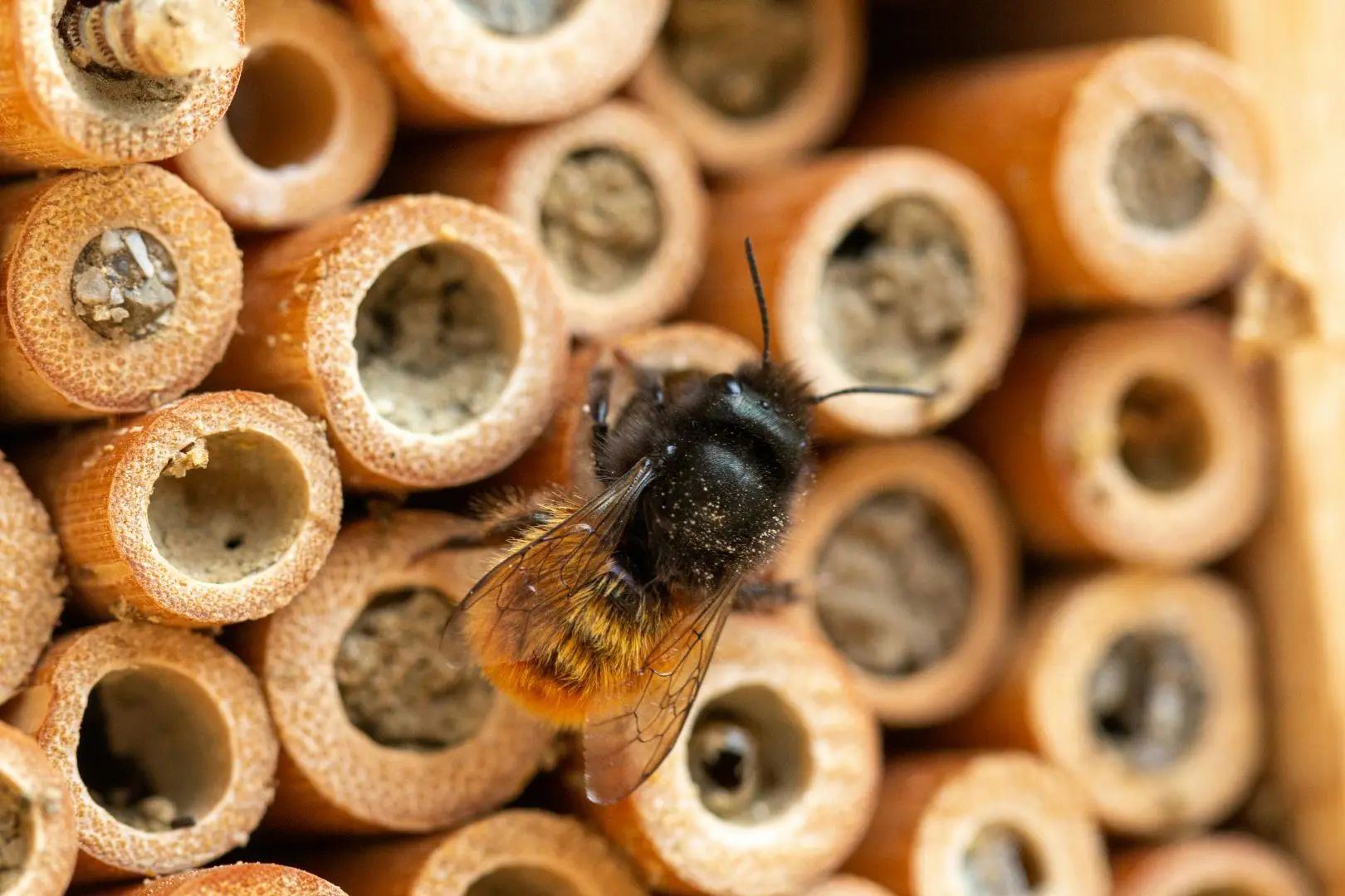 Private Class: Build a Bee Hotel