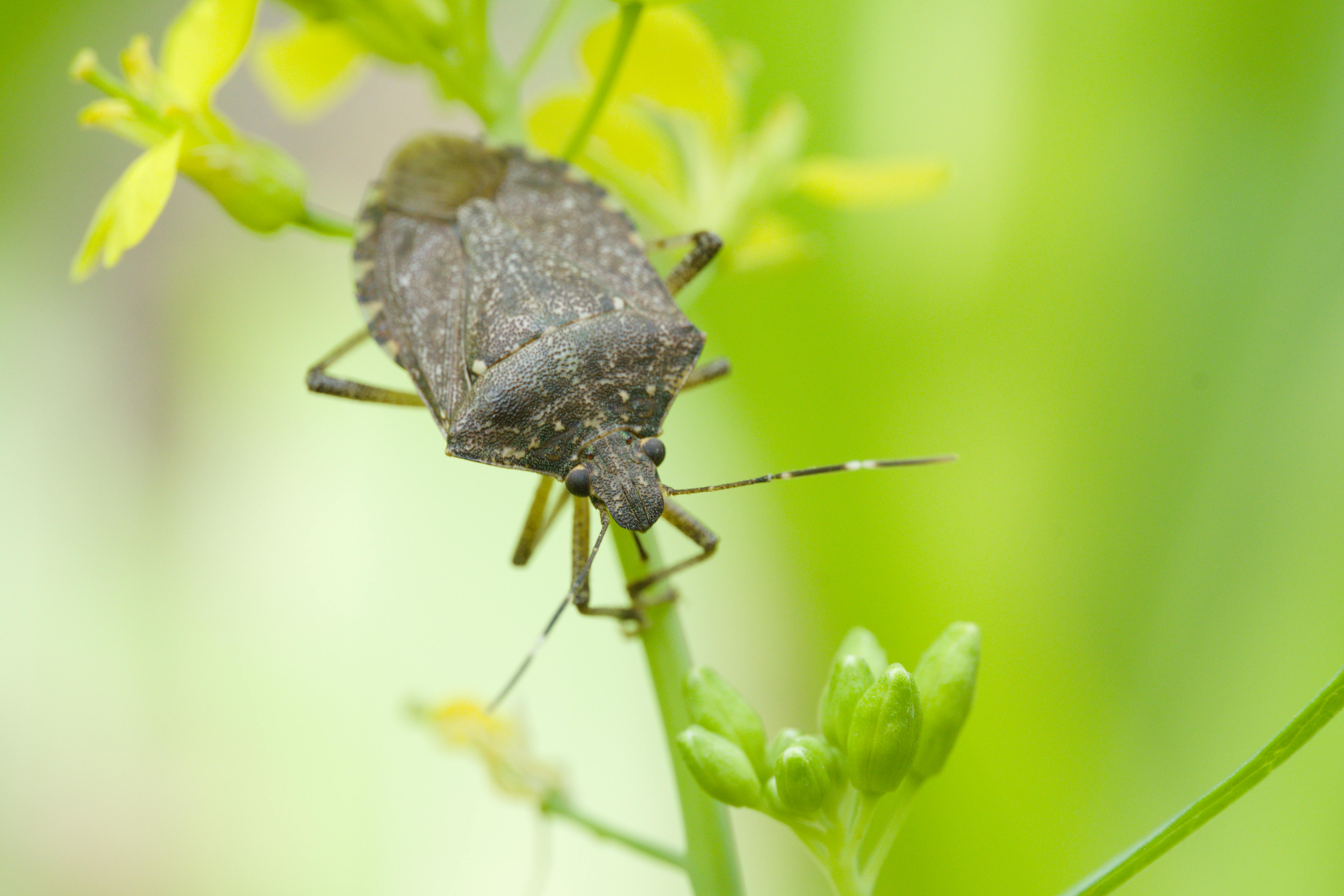Private Class: Understanding Garden Insects—Helpers & Pests