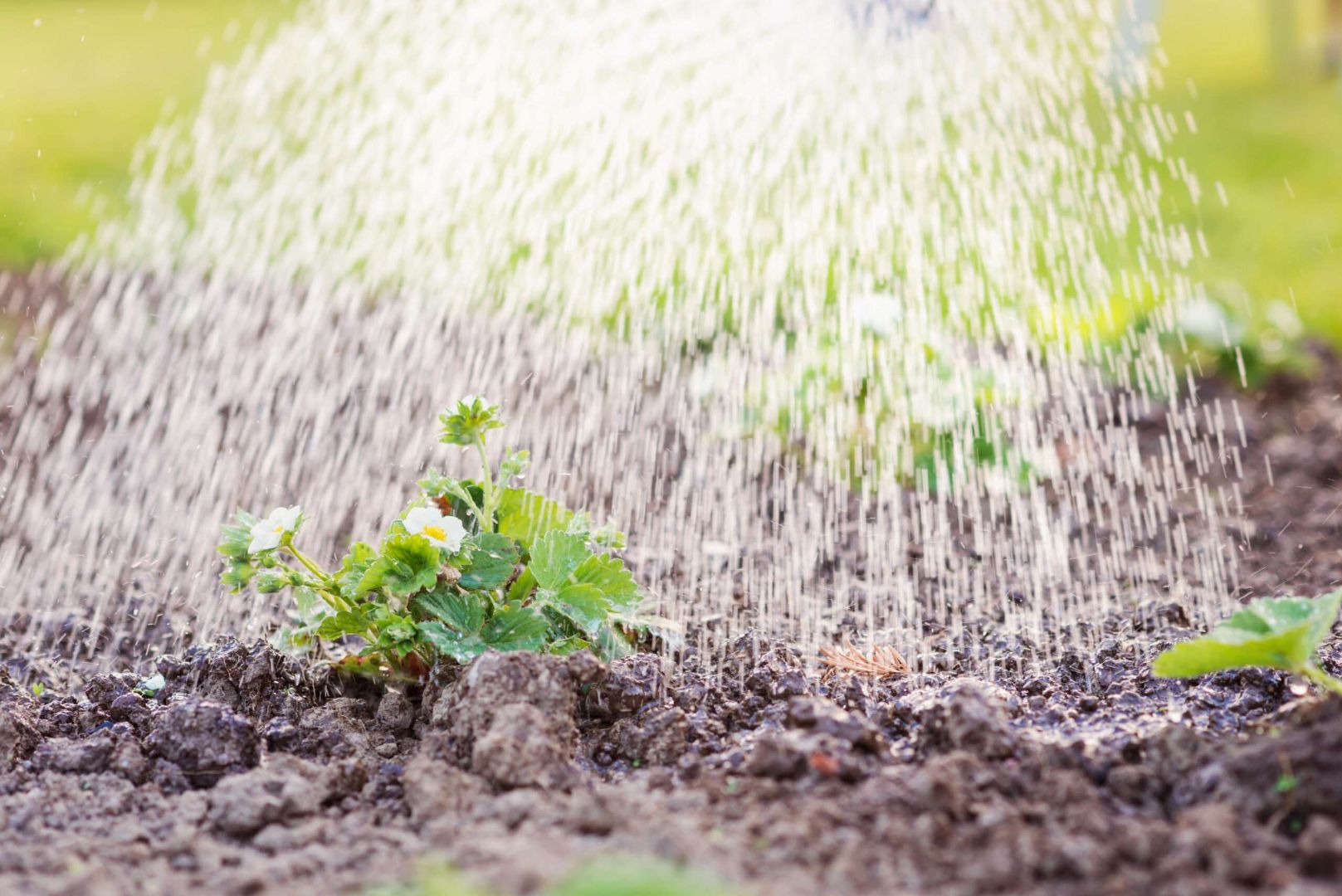 Private Class: Irrigation & Watering Your Garden for Success