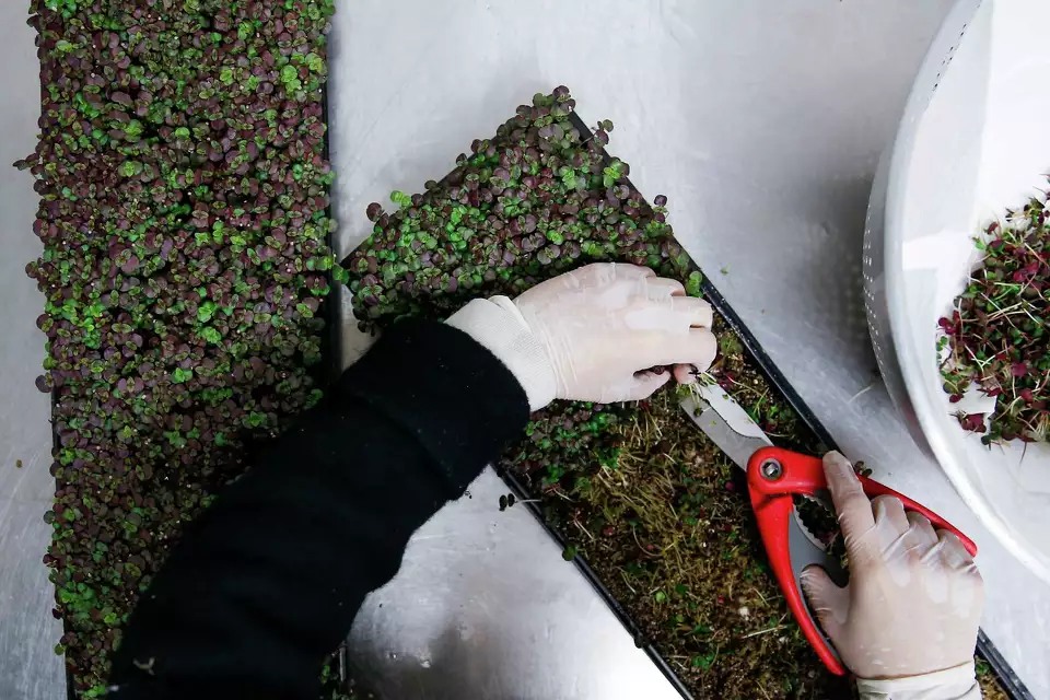 Private Class: Intro to Urban Farming & Hydroponics