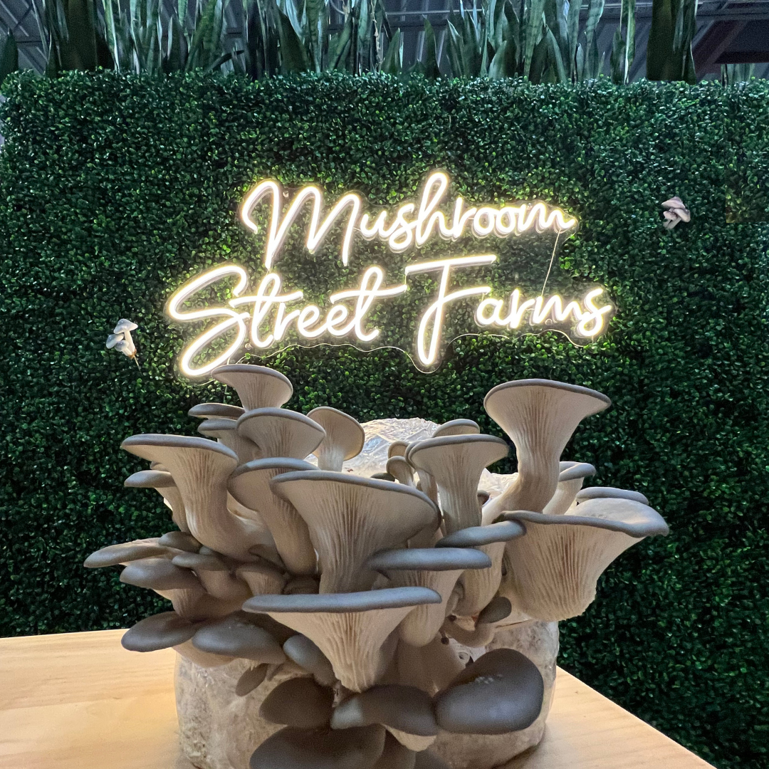 Indoor Mushroom Farm Tour in Arlington (age 8+)