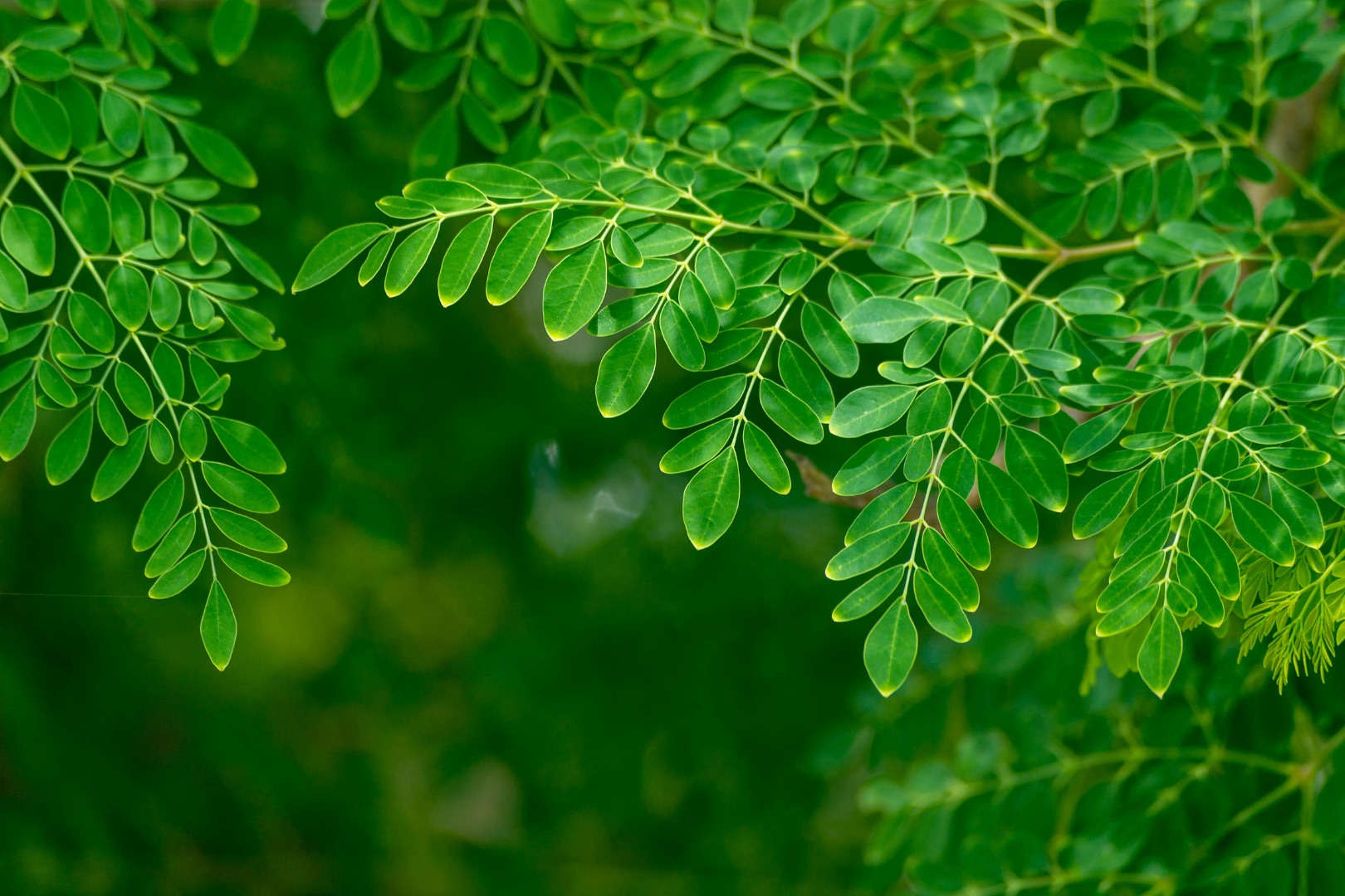 Hands-On with Moringa: Taste, Learn & Explore Local Moringa Farm