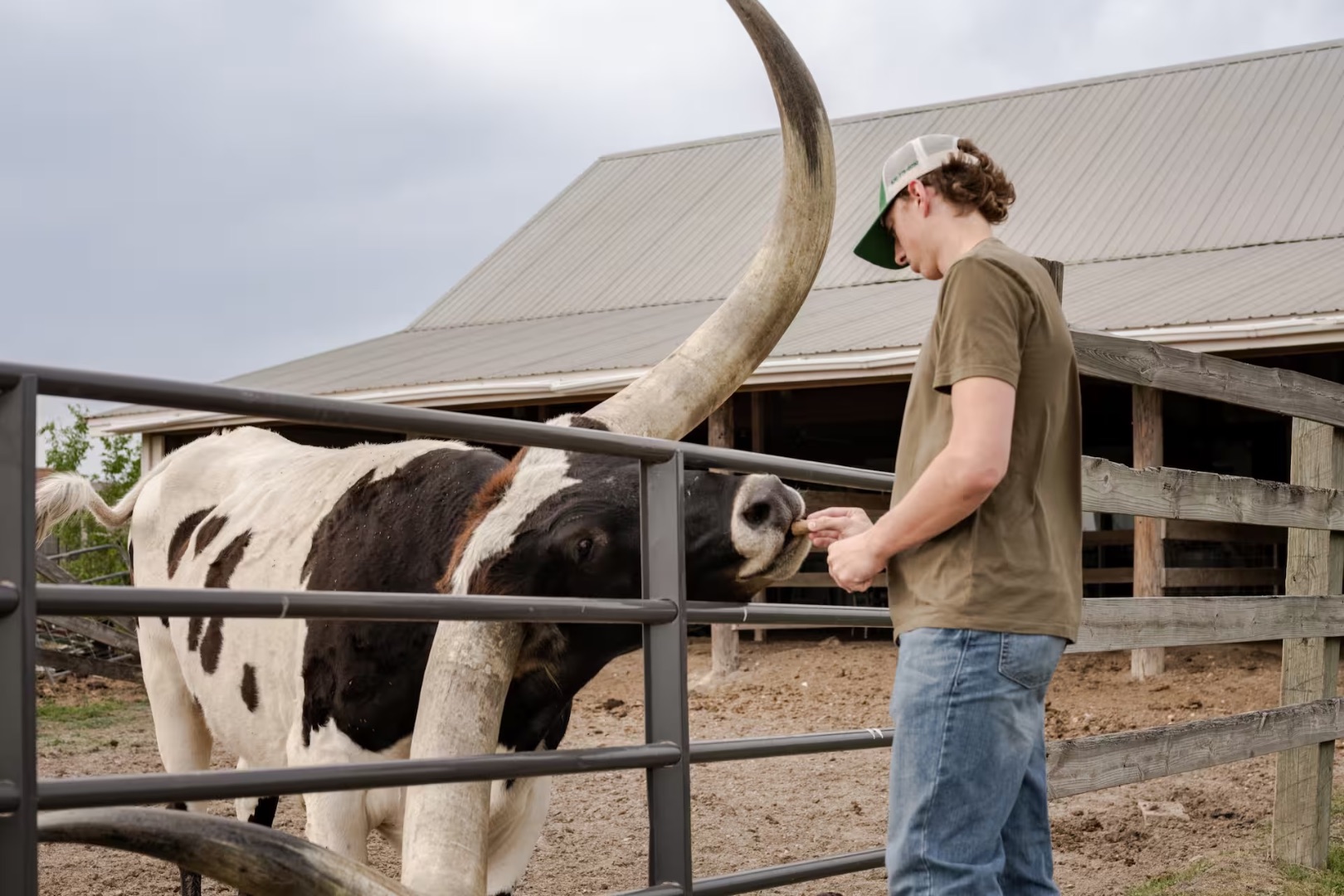 Feed and Photograph Texas Longhorns Near Austin
