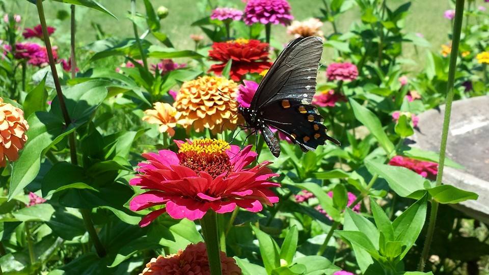 Private Workshop: Gardening for Butterflies & Pollinators