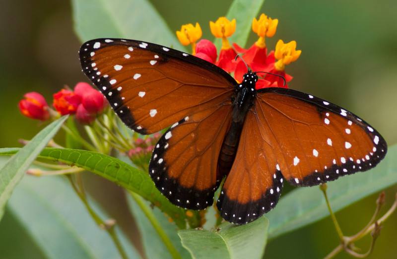 Private Program: Butterflies Up Close—Life Cycle & Pollinator Connections