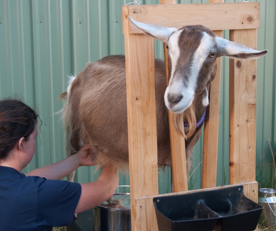 Field Trip: Learn to Milk a Dairy Goat and Tour an Innovative Farm